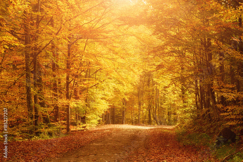 Piękny słoneczny krajobraz jesień z opadłych suchych czerwonych liści, drogi przez las i żółte drzewa