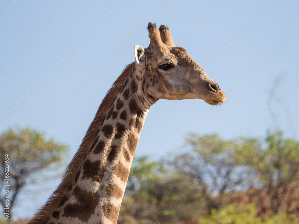 Obraz premium Giraffe portrait