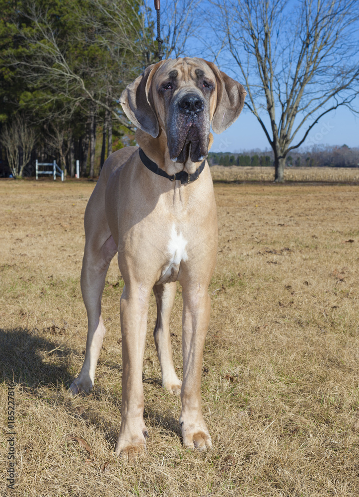 Brown purebred Great Dane posting outside