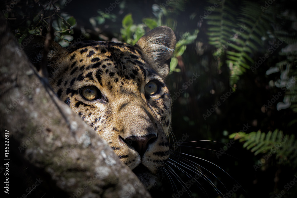 Obraz premium Stealthy Leopard: Close-Up in Forest Bush, Hiding and Awaiting Prey
