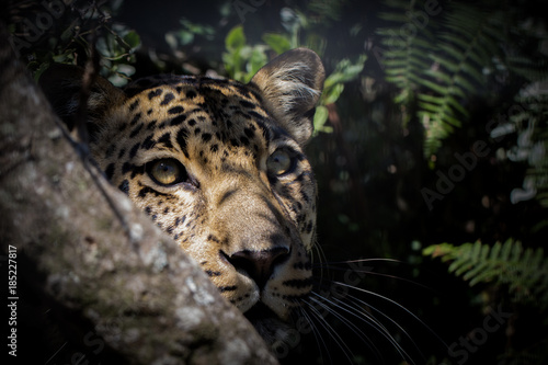 Stealthy Leopard: Close-Up in Forest Bush, Hiding and Awaiting Prey