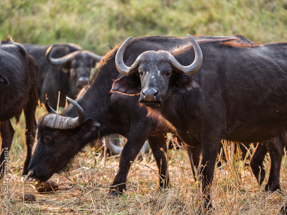 Buffalo in Zimbabwe Buffalo in Zimbabwe