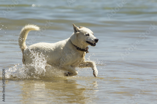Young dog playing in the sea