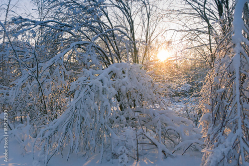 sun through snow-covered branches