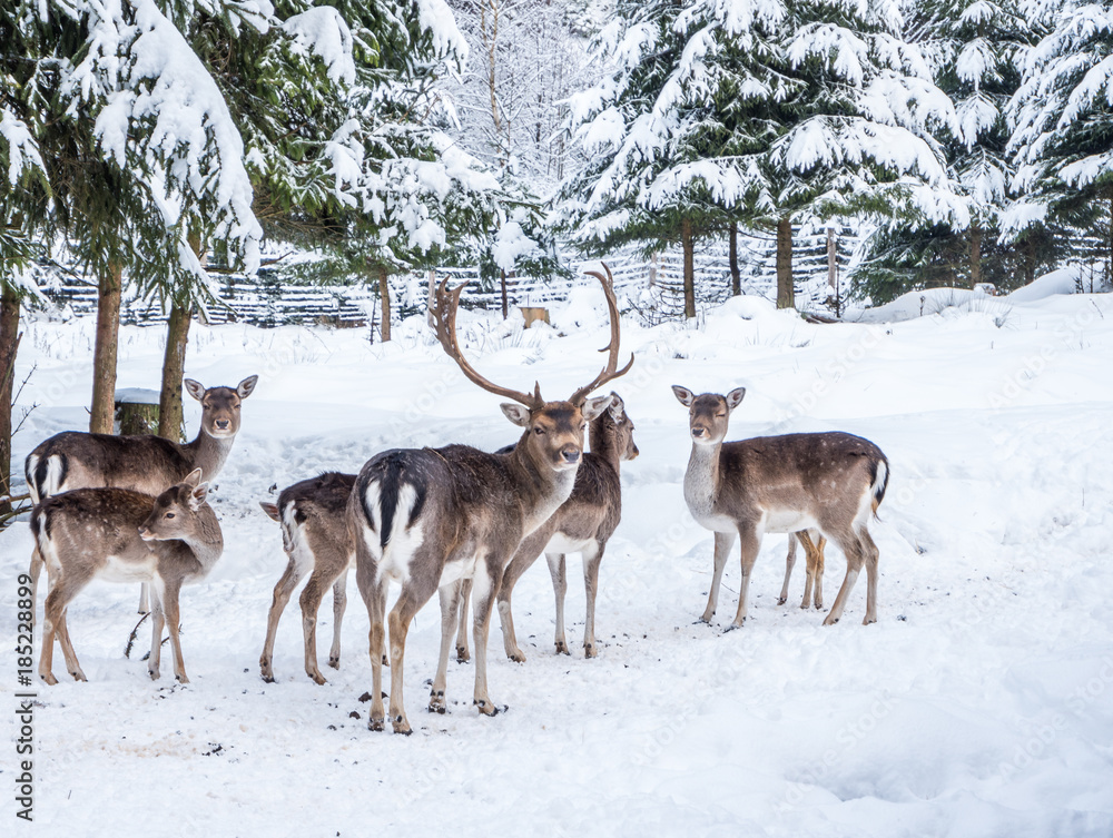 Naklejka premium Dammwild im winterlichen Wald