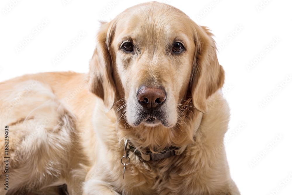 Beautiful Golden Retriever model white background Beautiful Golden Retriever model white background