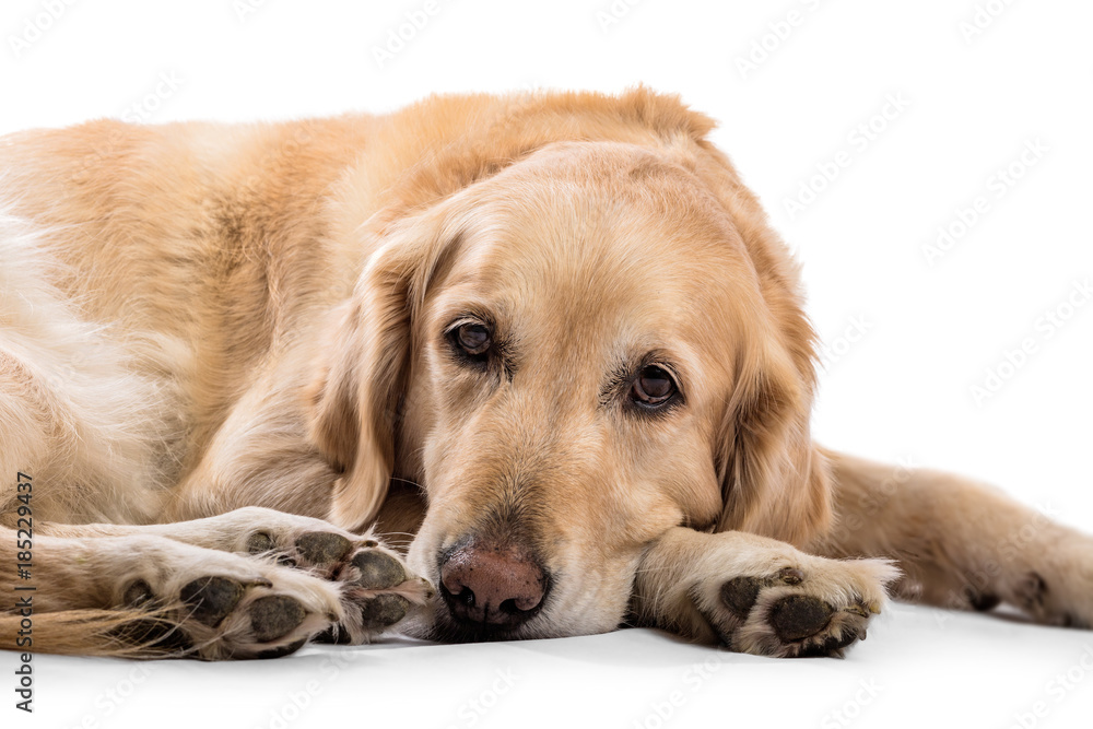 Beautiful Golden Retriever model white background Beautiful Golden Retriever model white background