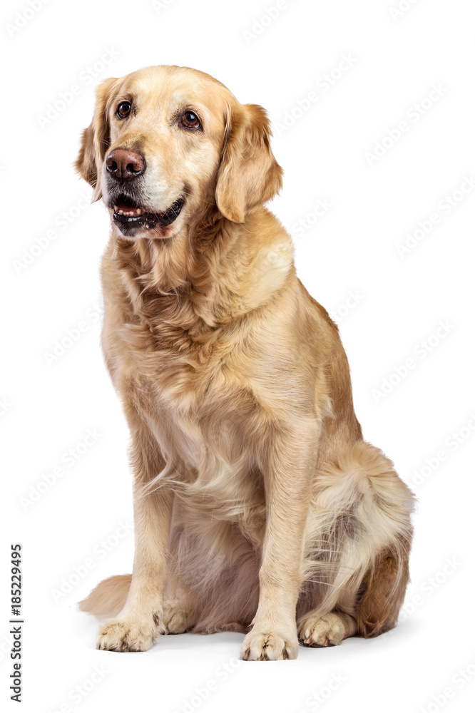 Beautiful Golden Retriever model white background Beautiful Golden Retriever model white background