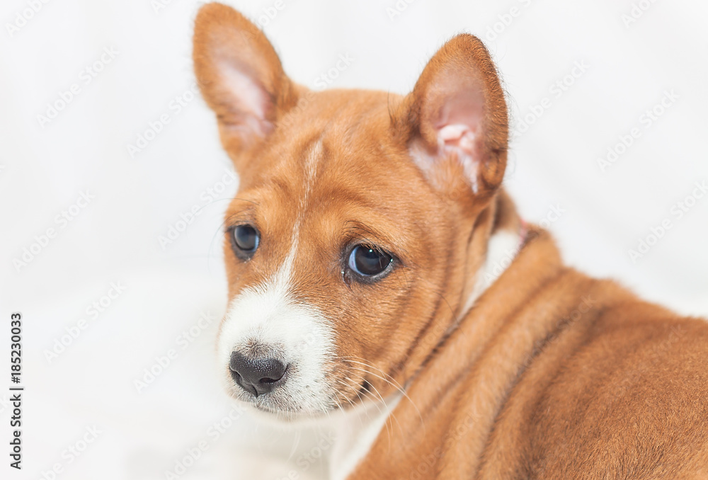 beautiful, cute puppy dogs not barking  dog breed basenji