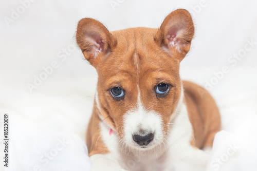 beautiful  cute puppy dogs not barking  dog breed basenji