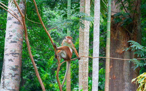Canvas Print Small monkey in the wild.