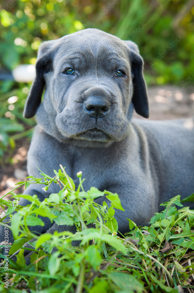 Great dane best sale grey blue eyes