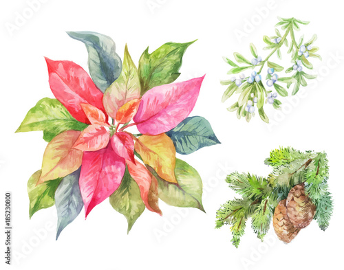  Poinsettia, fir branch, viscum. Christmas watercolor plants