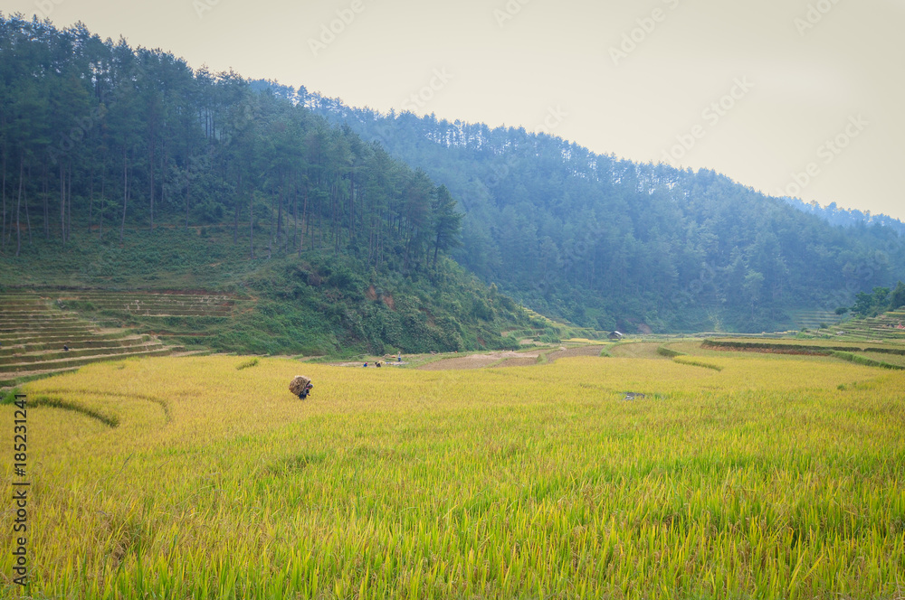 Terraced rice field in Northern Vietnam