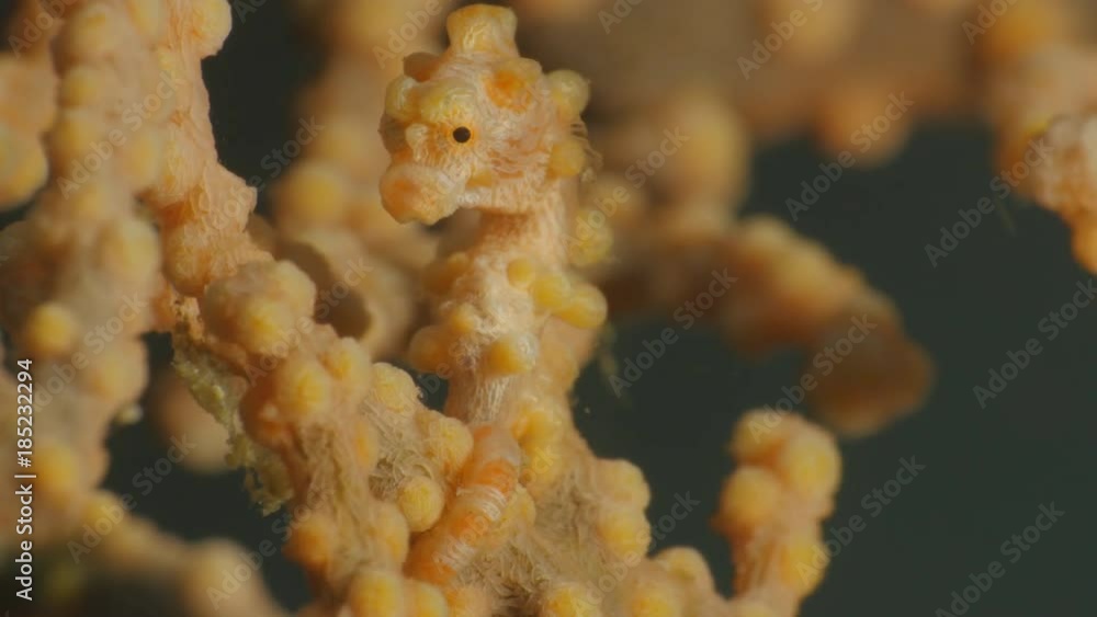 Pygmy seahorse close-up - Hippocampus bargibanti Pygmy seahorse close-up - Hippocampus bargibanti