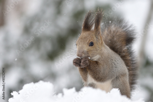 雪の中のエゾリス