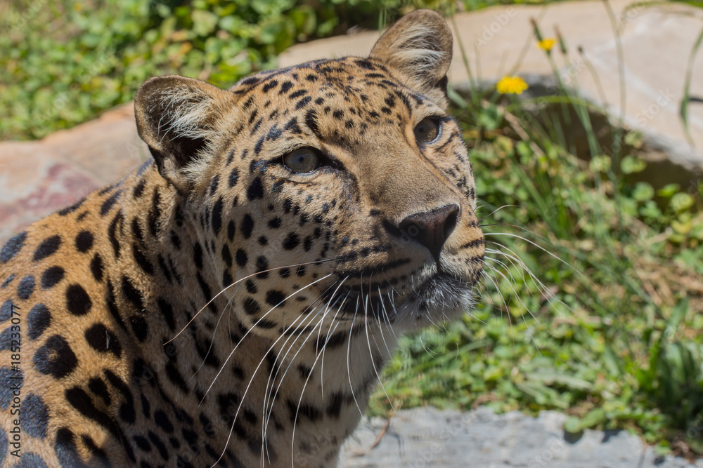 Leopard gazing up with water in the background Leopard gazing up with water in the background