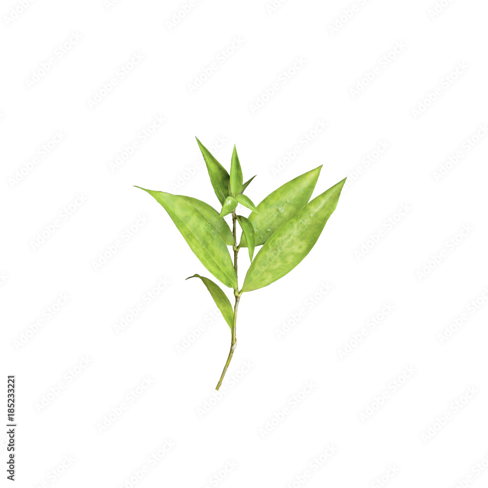 Plant on a white background Plant on a white background