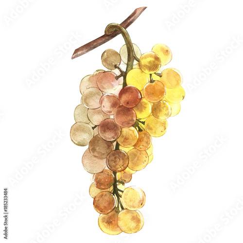 Watercolor illustration of bunches of white grapes. Hand drawn watercolor illustration.