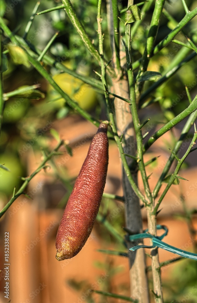 Frutto di Citrus australasica Frutto di Citrus australasica
