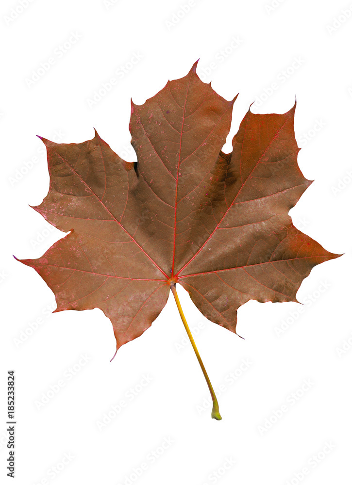 Obraz premium Red leaf isolated plant form farden tree on white background