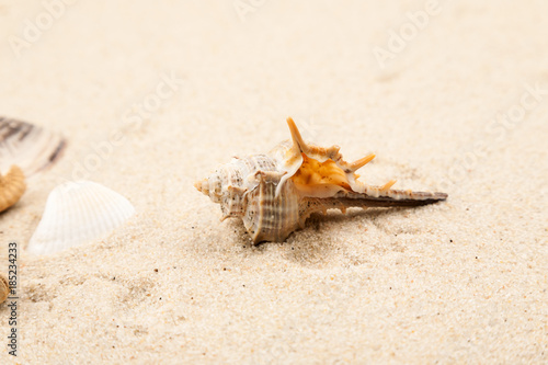 Empty seashells in the sand on a beach