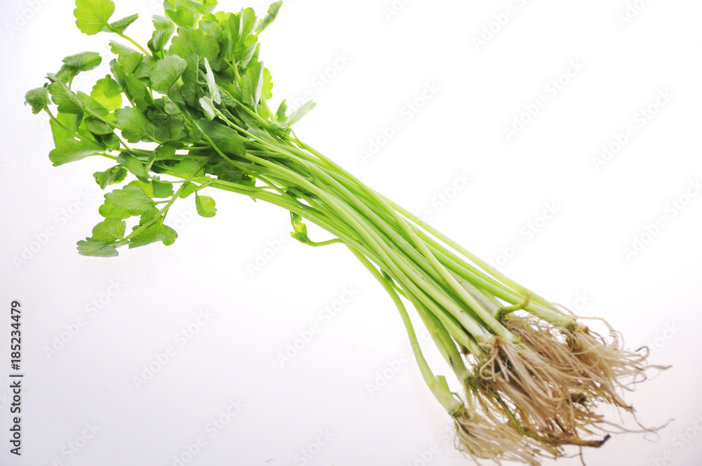 せり Stock 写真 Adobe Stock せり Stock 写真 Adobe Stock