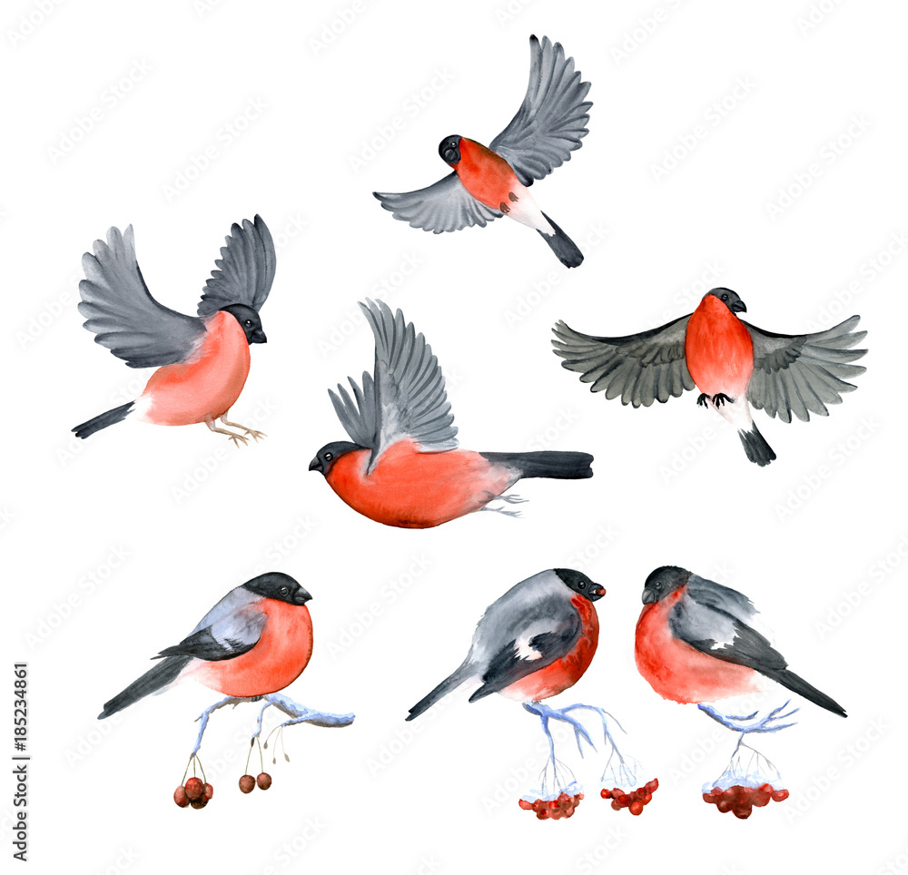 Fototapeta premium Watercolor bullfinch