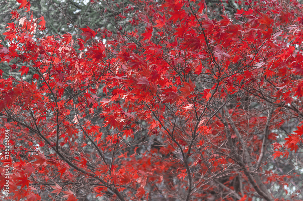 Red leaves tree autumn forest background season nature concept