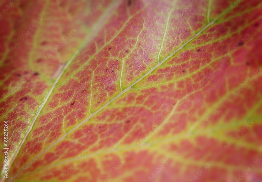 Obraz premium Red macro leaf from tree shot like ecology plant abstract pattern