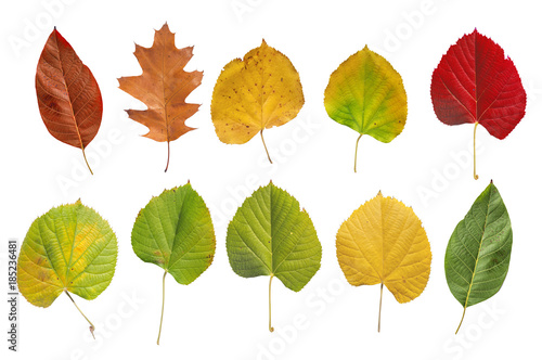 Several natural colored botany garden leaf from tree isolated on white background