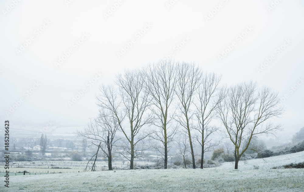 Fototapeta premium snowy landscape