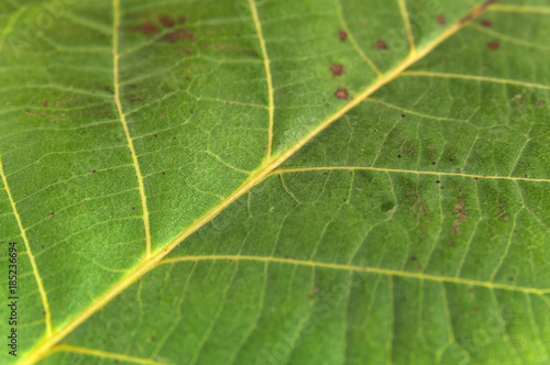 Side shoot of green natural macro abstract foliage texture