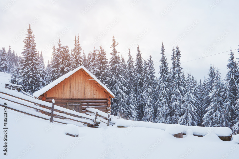 Cozy wooden hut high in the snowy mountains. Great pine trees on the background. Abandoned kolyba shepherd. Cloudy day. Carpathian mountains, Ukraine, Europe Cozy wooden hut high in the snowy mountains. Great pine trees on the background. Abandoned kolyba shepherd. Cloudy day. Carpathian mountains, Ukraine, Europe