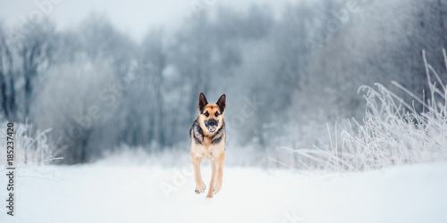 East European Shepherd at snowing winter photo