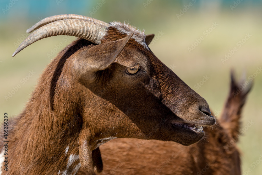 Fototapeta premium Brown goat