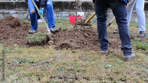 Gardening works to plant trees in a garden