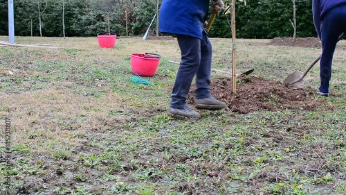 Gardening works to plant trees in a garden