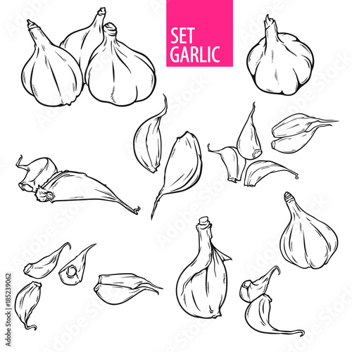 Line art set of garlic bulbs and cloves with caption, sketch hand drawn style vector illustration isolated on white background.