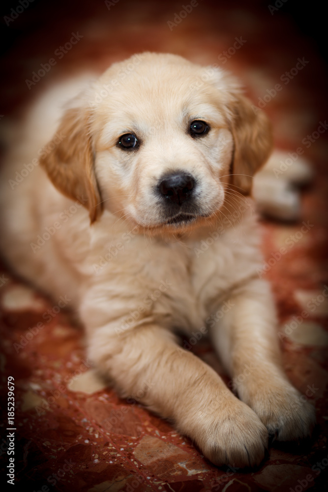 Golden Retriever Golden Retriever