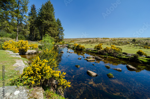 Bellever Forest And Dart River on Dartmoor National Park in Devon, England