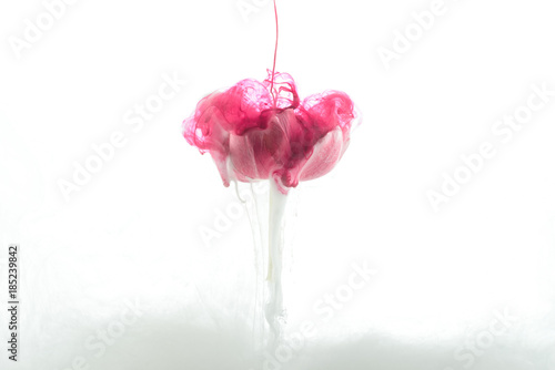 close up view of pink flower and paint splash isolated on white