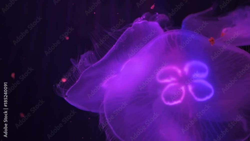 Many small jellyfish slowly swimming underwater with changing color light Many small jellyfish slowly swimming underwater with changing color light