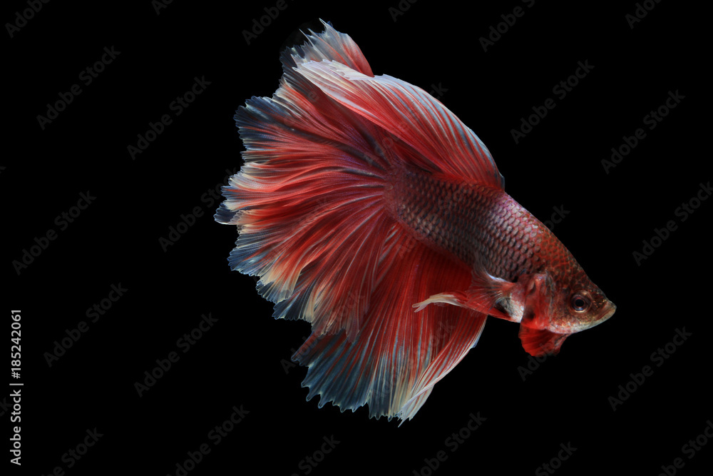 Obraz premium Betta fish, siamese fighting fish, betta splendens