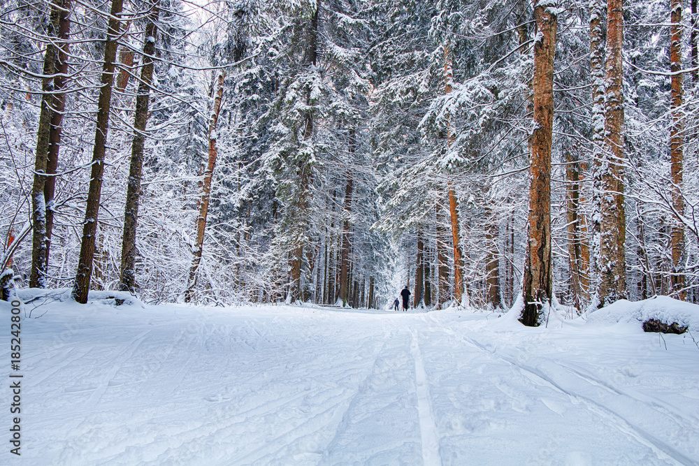 Fototapeta premium Skiers in the winter forest