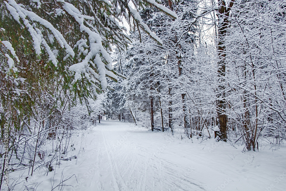 Obraz premium Winter in the Russian forest.