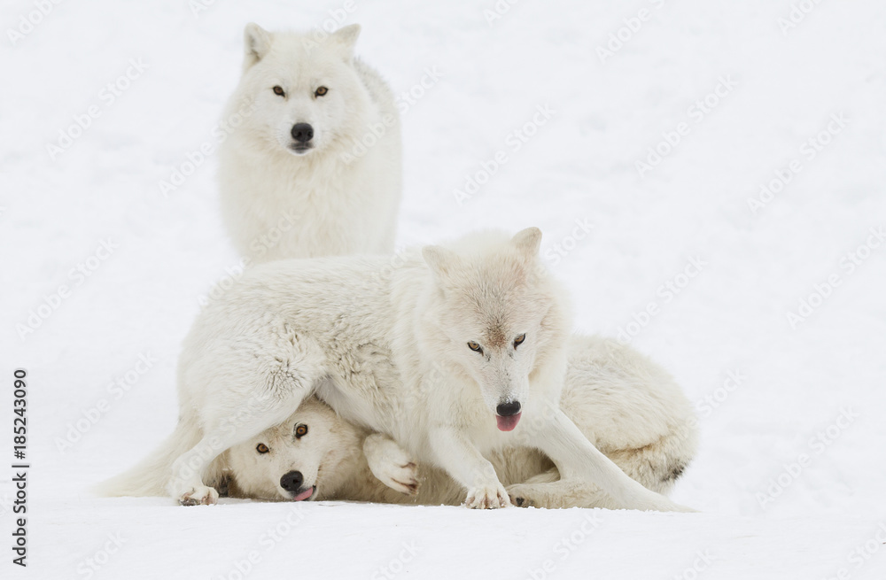 Fototapeta premium Arctic wolves (Canis lupus arctos) isolated on a white background playing in the winter snow Canada