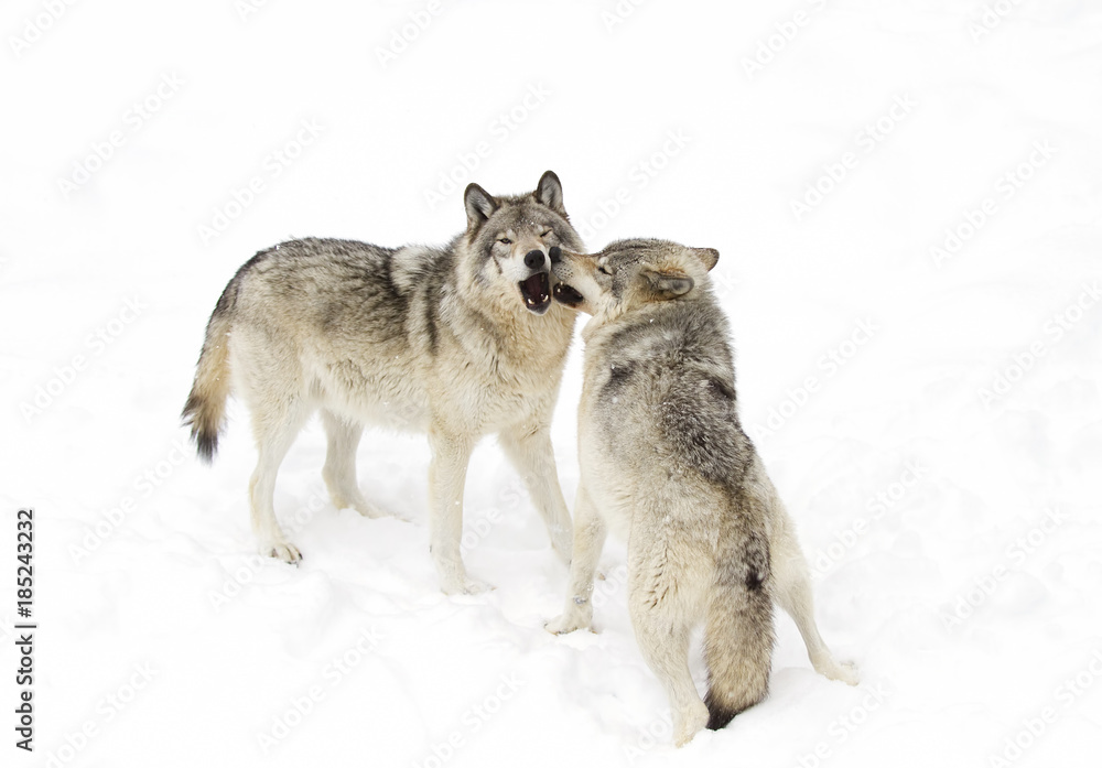Fototapeta premium Timber wolves or Grey Wolf (Canis lupus) isolated on a white background playing in the winter snow in Canada