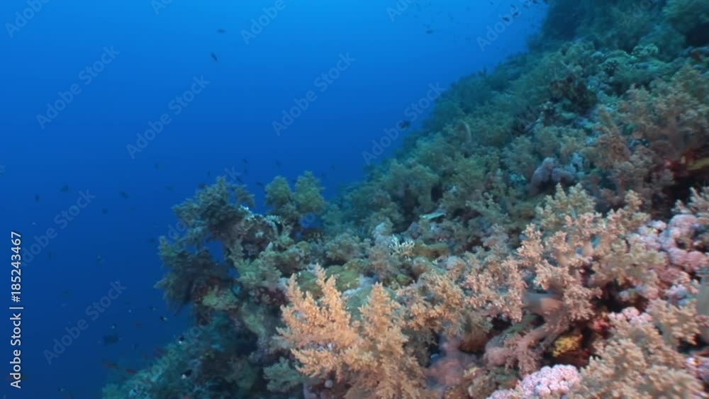 Underwater relax video about coral reef in pure transparent of Red sea. Bright marine nature on background of beautiful lagoon. Underwater relax video about coral reef in pure transparent of Red sea. Bright marine nature on background of beautiful lagoon.