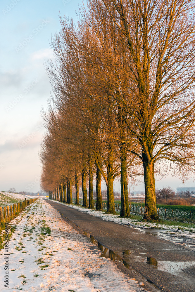 Row of bare trees beside a country road in winter Row of bare trees beside a country road in winter